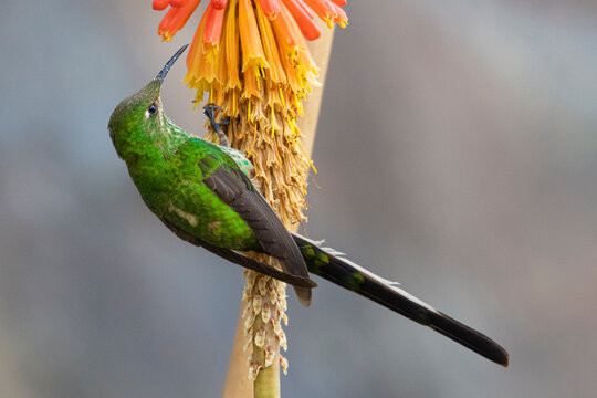 Colibr&iacute; de cola larga posado sobre una flor a punto de libar