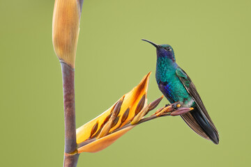 Colibri coruscans posado sobre una flor amarilla © carlosfelipet