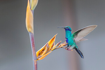Colibrí aterrizando sobre una rama con flores amarillas © carlosfelipet