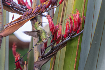 Colibrí aterrizando sobre una rama para libar 