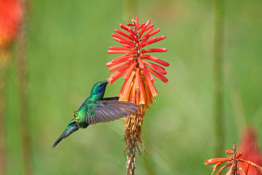 Colibr&iacute; volando mientras liba de una flor roja