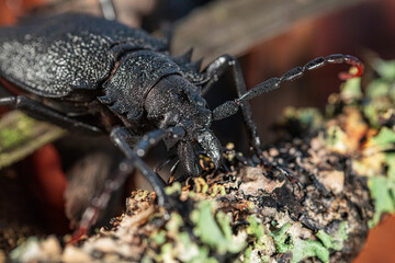 Escarabajo de color negro y de mandíbulas grandes caminando sobre el suelo