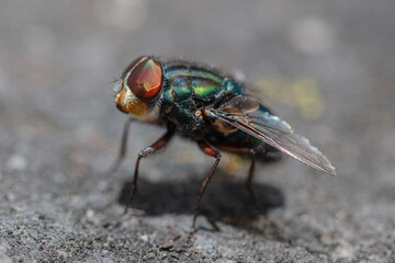 Mosca verde de ojos rojos parada en una piedra