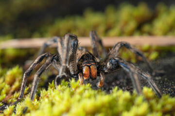 Araña cazadora al nivel del suelo