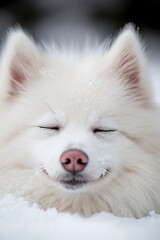  A close-up of a dog lying in the snow with its eyes closed