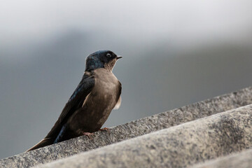 Golondrina parada en el tejado en un día nublado