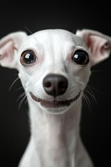  A close-up of a small white dog smiling widely