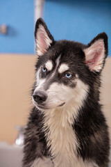 Retrato de perro husky mirando hacia la izquierda