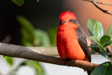 Mosquero bermellon Pyrocephalus rubinus posado en una rama