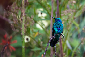 Colibrí coruscans posado en una rama con un fondo de vegetación © carlosfelipet