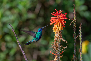 Colibrí en vuelo alimentándose de una flor roja © carlosfelipet