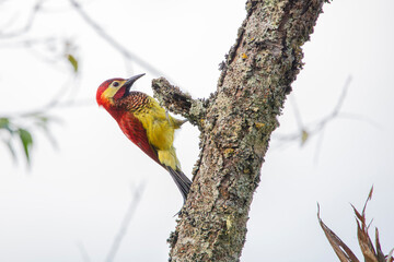 Pajaro carpintero posado sobre un tronco