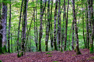 Obraz premium forest in spring