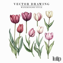Fototapeta premium watercolor Tulips Flowers vector vintage watercolor style 002