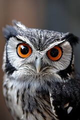 Obraz premium A tight shot of an owl's face with an orange eye staring intently in the backdrop