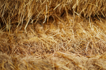Naklejka premium A field of dry straw with a few weeds in it