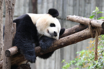 Close up Sleeping Panda in Chengdu , China