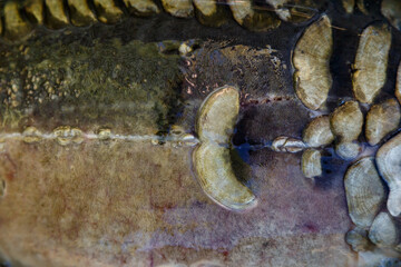 Scales on carp fish as abstract background.Fishing adventures, carp fishing.Gold background - fish scales.Texture.Whole background closeup