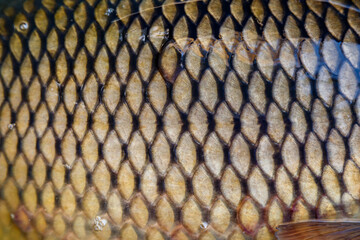 Scales on carp fish as abstract background.Fishing adventures, carp fishing.Gold background - fish scales.Texture.Whole background closeup © bukhta79