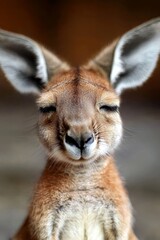Fototapeta premium A close-up of a kangaroo's face with its eyes closed