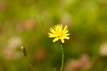 summer flowers wild bumble bee sunny colorful peaceful cottage life pink purple green 