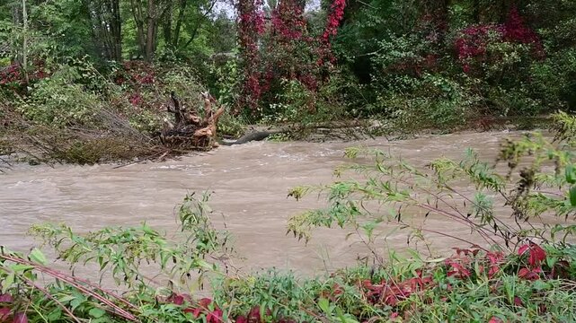 River in flood with flooding in Isere in France in autumn.