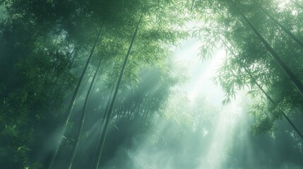 Obraz premium Sunlight Filtering Through Misty Bamboo Forest