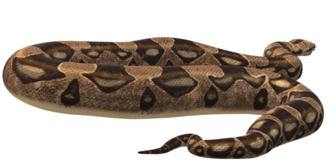 Snake isolated on a Transparent Background