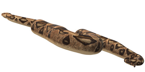 Snake isolated on a Transparent Background
