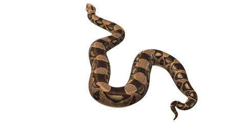 Snake isolated on a Transparent Background
