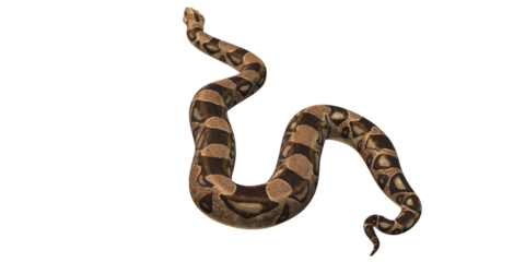 Snake isolated on a Transparent Background