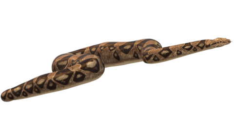 Snake isolated on a Transparent Background