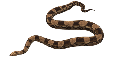 Snake isolated on a Transparent Background