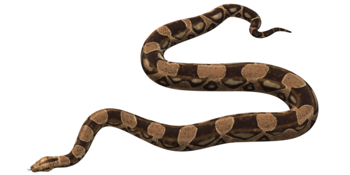 Snake isolated on a Transparent Background