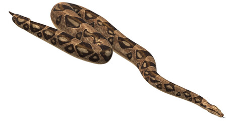 Snake isolated on a Transparent Background