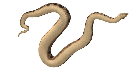 Snake isolated on a Transparent Background