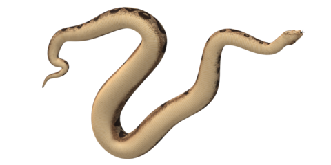 Snake isolated on a Transparent Background