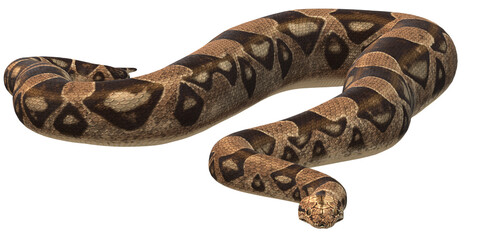 Snake isolated on a Transparent Background