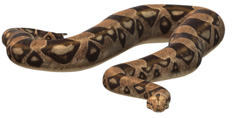 Snake isolated on a Transparent Background