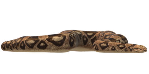 Snake isolated on a Transparent Background