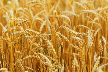 Fototapeta premium Close-up view of golden wheat field in full bloom, warm hues and texture of ripe wheat stalks swaying in breeze, golden hour sunlight, Aesthetic rural landscape, rich harvest, nature scene