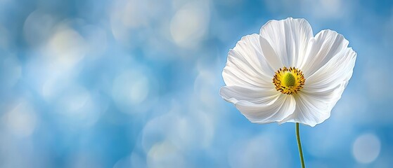  A white bloom with a yellow core sits before a blue-and-white backdrop subtly blurred, creating a soft light bokeh