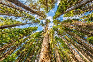 Obraz premium Beautiful golden summer fir forest with brown bark.