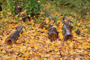 a pile of logs among yellow autumn leaves close up