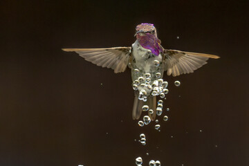 Naklejka premium Anna's hummingbird (Calypte anna) Enjoying the Water Fountain Drops.