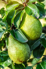 Crop of pears in summer garden.Closeup of pear tree in a farm garden.Organic pears in natural environment. Morning shot