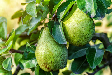 Crop of pears in summer garden.Closeup of pear tree in a farm garden.Organic pears in natural environment. Morning shot