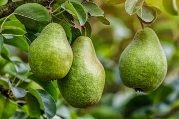 Crop of pears in summer garden.Closeup of pear tree in a farm garden.Organic pears in natural environment. Morning shot