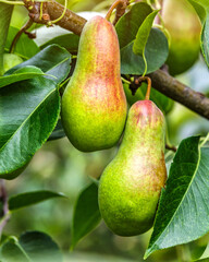 Crop of pears in summer garden.Closeup of pear tree in a farm garden.Organic pears in natural environment. Morning shot
