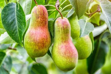 Crop of pears in summer garden.Closeup of pear tree in a farm garden.Organic pears in natural environment. Morning shot